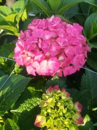 Hydrangea Glowing Alps